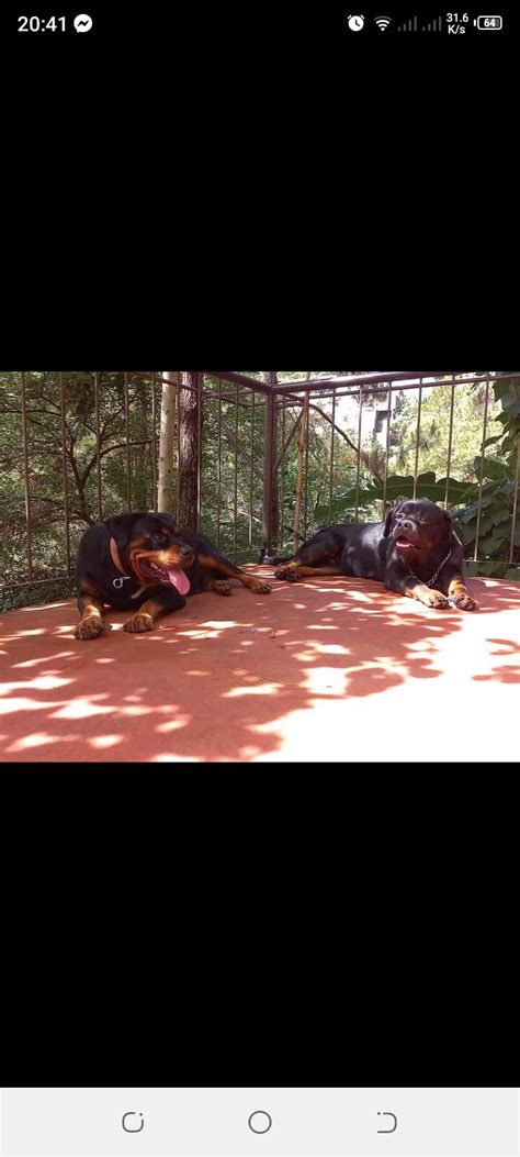 Baguio Green Kennel .